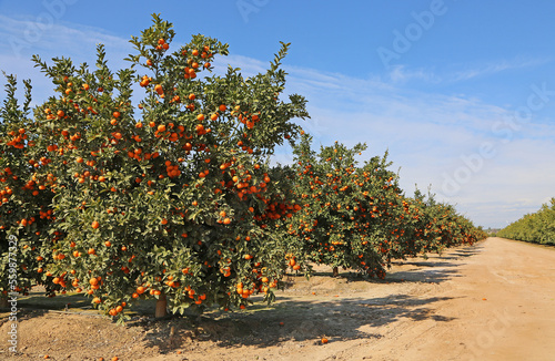 Obraz na płótnie Tangerine orchard - California w salonie