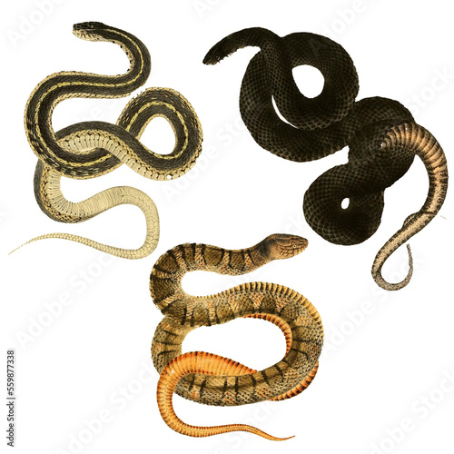 Botanical illustration of different types of snakes on a white background
