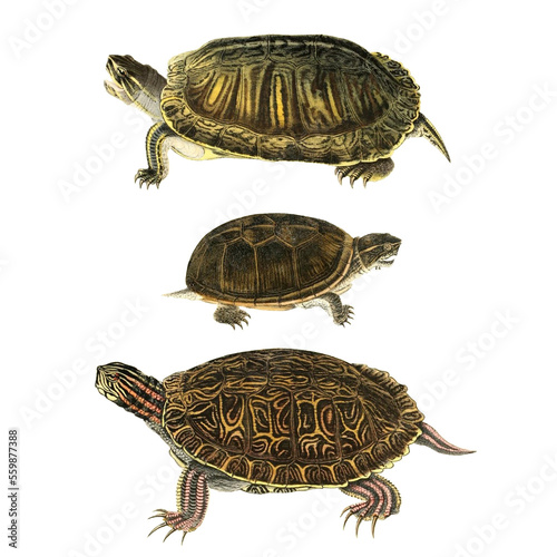 Obraz na plátně Botanical illustration of different types of turtles on a white background