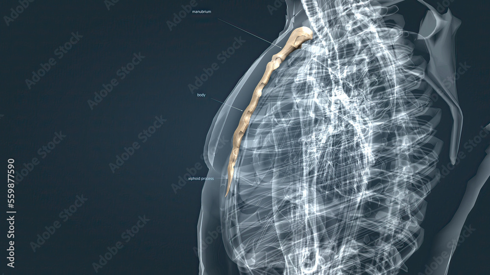 The sternum or breastbone is a long flat bone located in the central