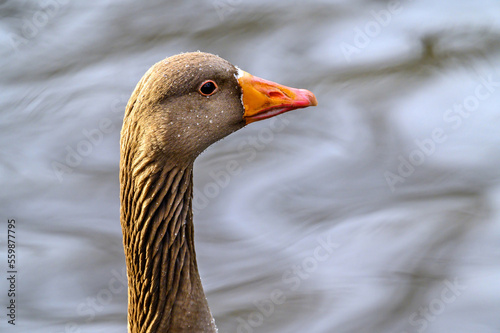 Greylag goose in Kelsey Park, Beckenham, London. Portrait of a greylag goose. Greylag geese are common in Kelsey Park, Beckenham, Kent. Greylag goose (Anser anser), UK. photo