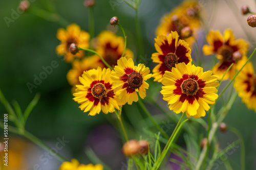 Creopsis tinctoria garden golden tickseed bright yellow and red flowers in bloom, calliopsis ornamental flowering plant photo