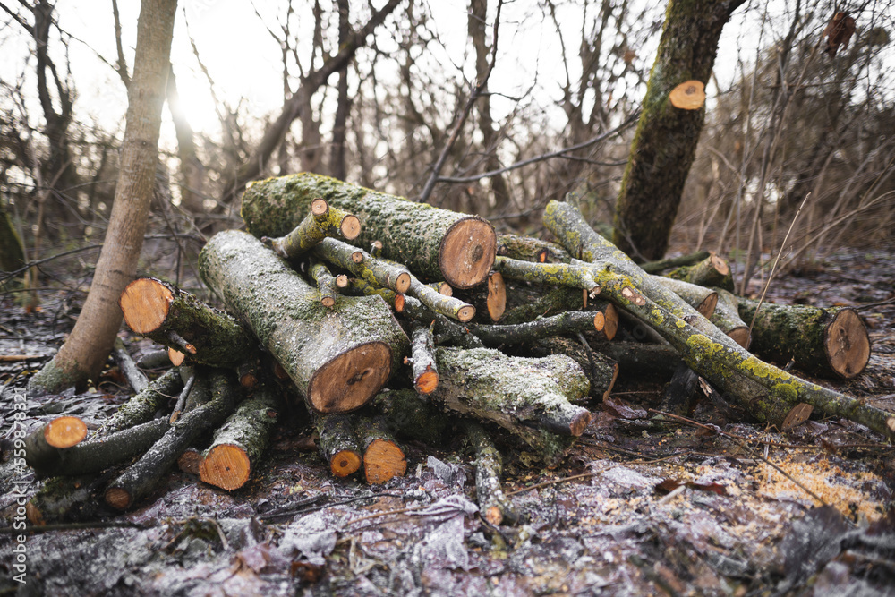 many cut trees in the forest for firewood many cut trees in the forest for firewood