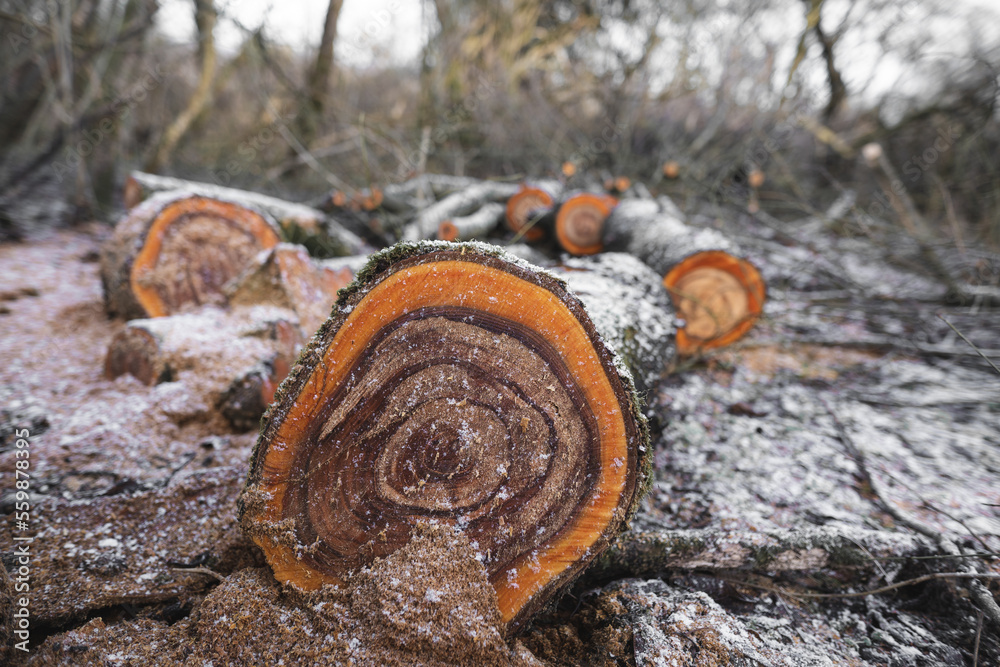 many cut trees in the forest for firewood
