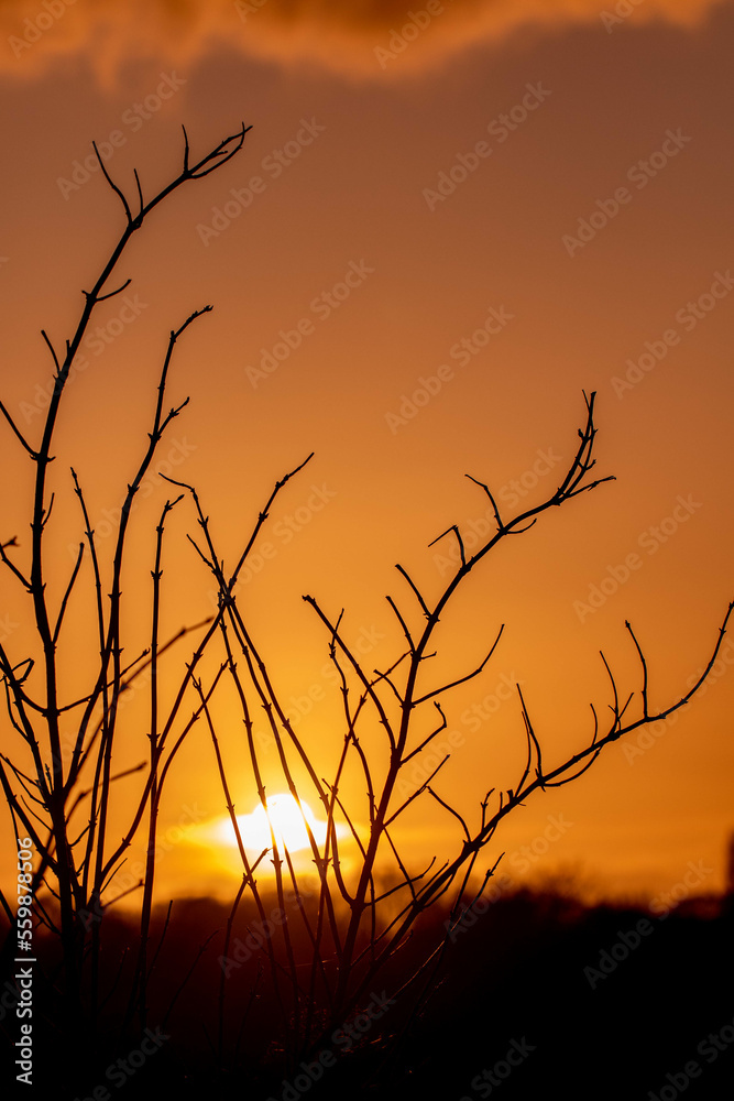 Obraz premium Silhouette of plants in front of the sunset