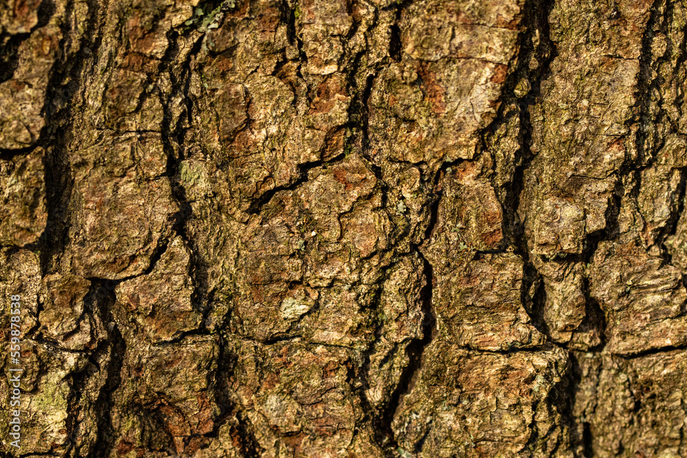 bark of a tree bark of a tree