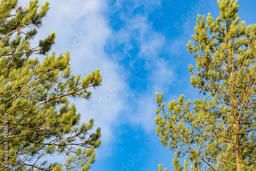 green tree leaves against blue sky