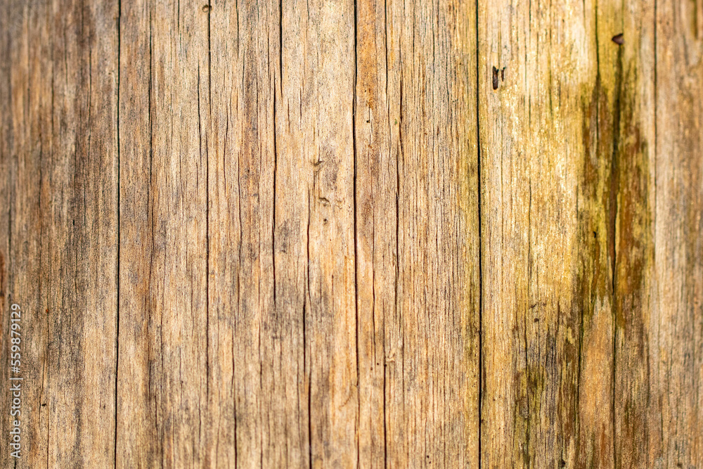 background bark of a tree background bark of a tree