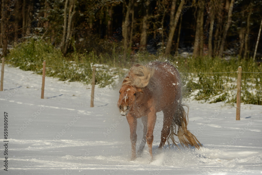 Winter auf der Pferdekoppel, schöne Pferde im Schnee Winter auf der Pferdekoppel, schöne Pferde im Schnee