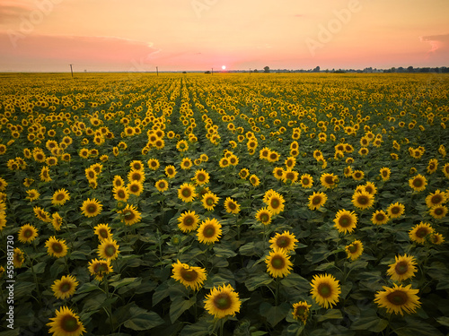 field of sunflowers in the sunset