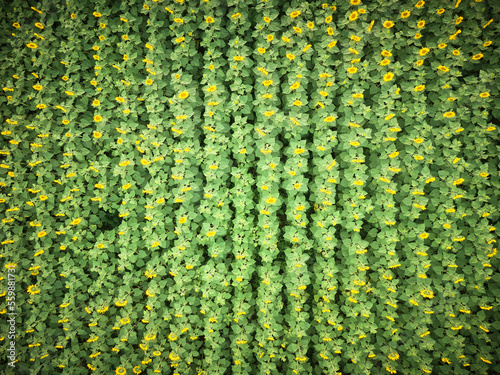 field of sunflowers