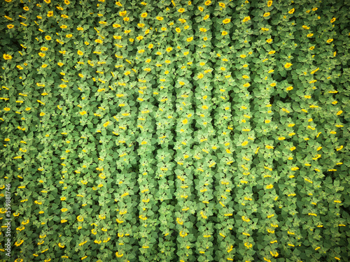 abstract background, field of sunflowers