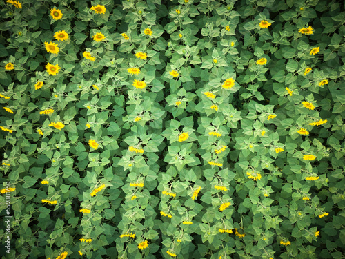 yellow flowers