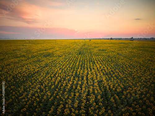 sunflower field at sunset