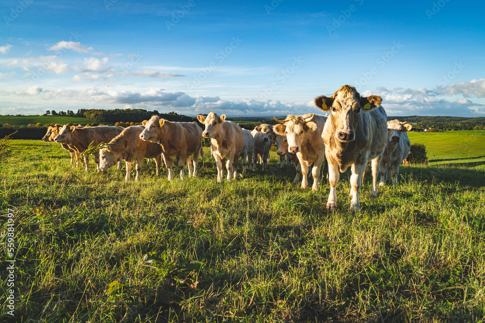 Obraz premium Neugierige Kühe auf einer Weide schauen in die Kamera.