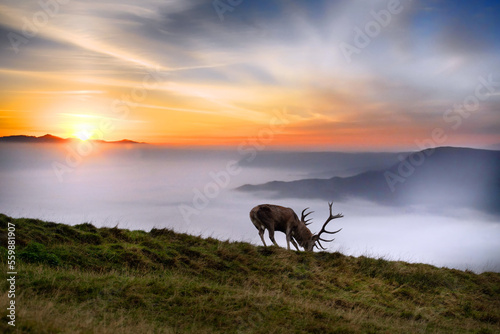 Hirsch im Nebel und Sonnenuntergang