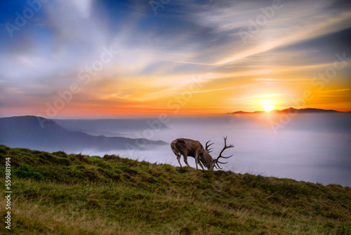 Einsamer Hirsch am Morgen im Nebel