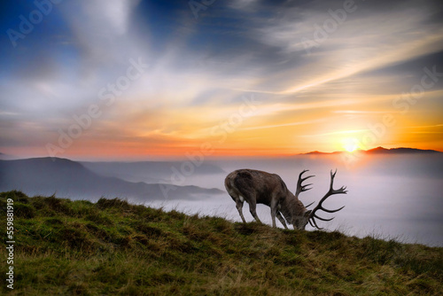 Einsamer Hirsch in einer Nebelwand 