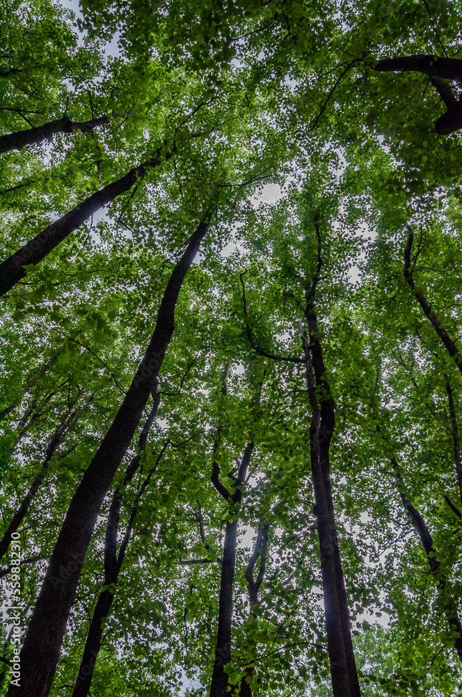 Naklejka premium The Forest Canopy on a Late Spring Afternoon, Shenandoah National Park Virginia USA, Virginia