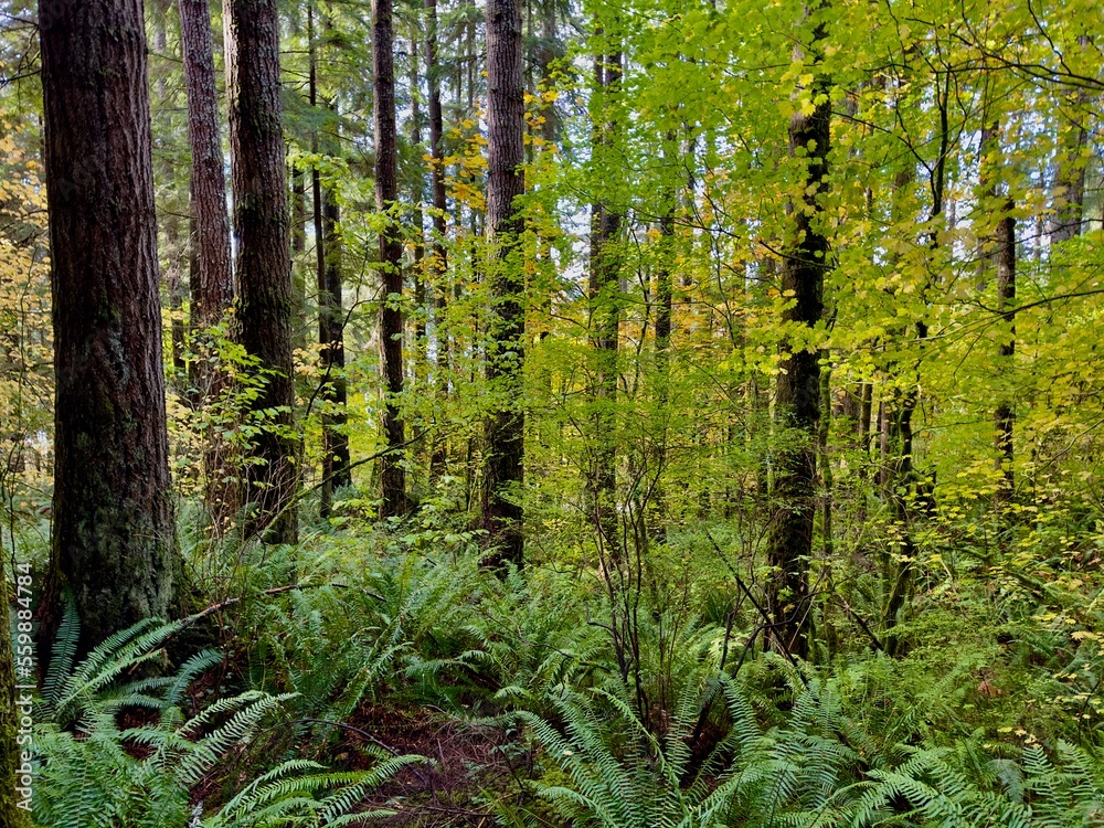 Obraz premium Summer leaf foliage pacific northwest