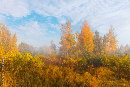 Beautiful autumn sunrise landscape with yellow trees under the blue sky with clouds. Foggy morning at the scenic golden meadow.