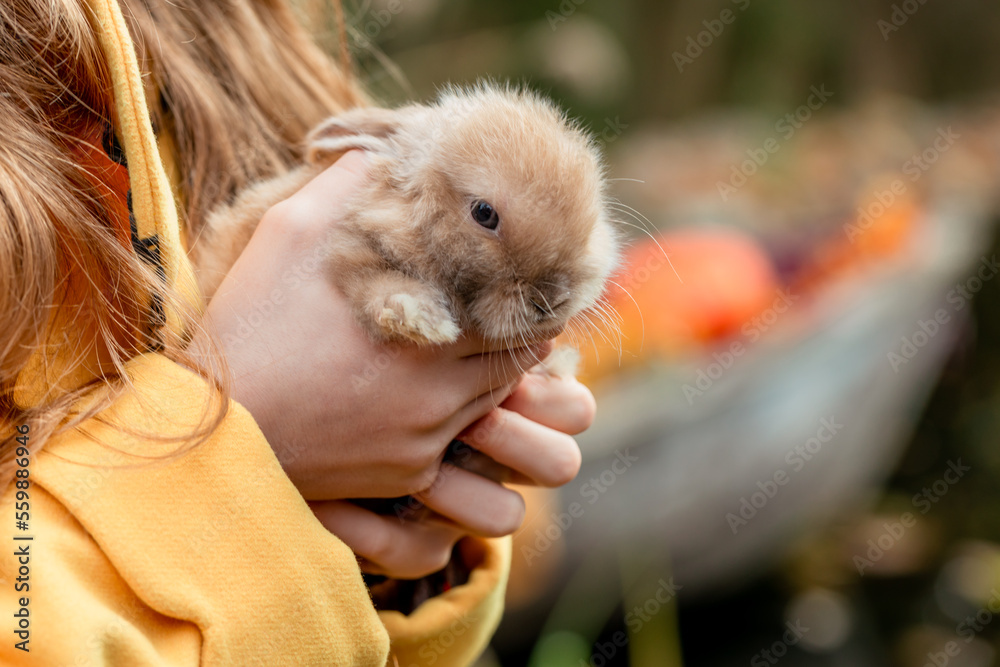 Fluffy little fox rabbit in children's hands on an autumn background Fluffy little fox rabbit in children's hands on an autumn background