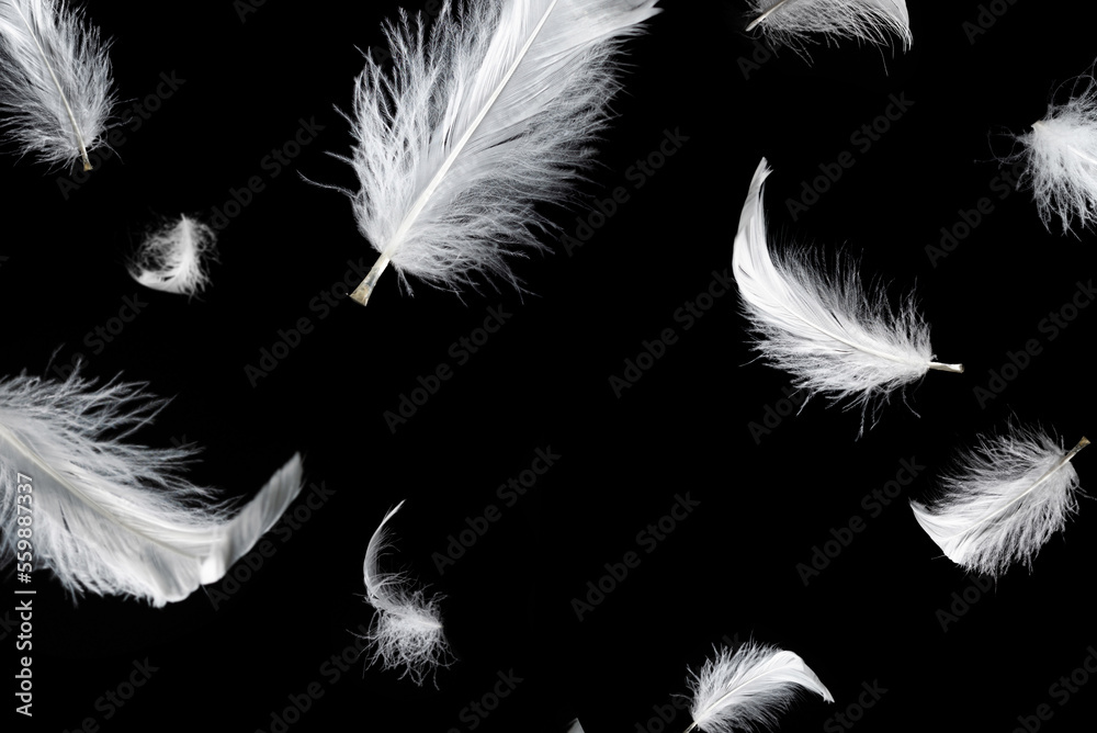 White feather isolated on a black background. White feather isolated on a black background.