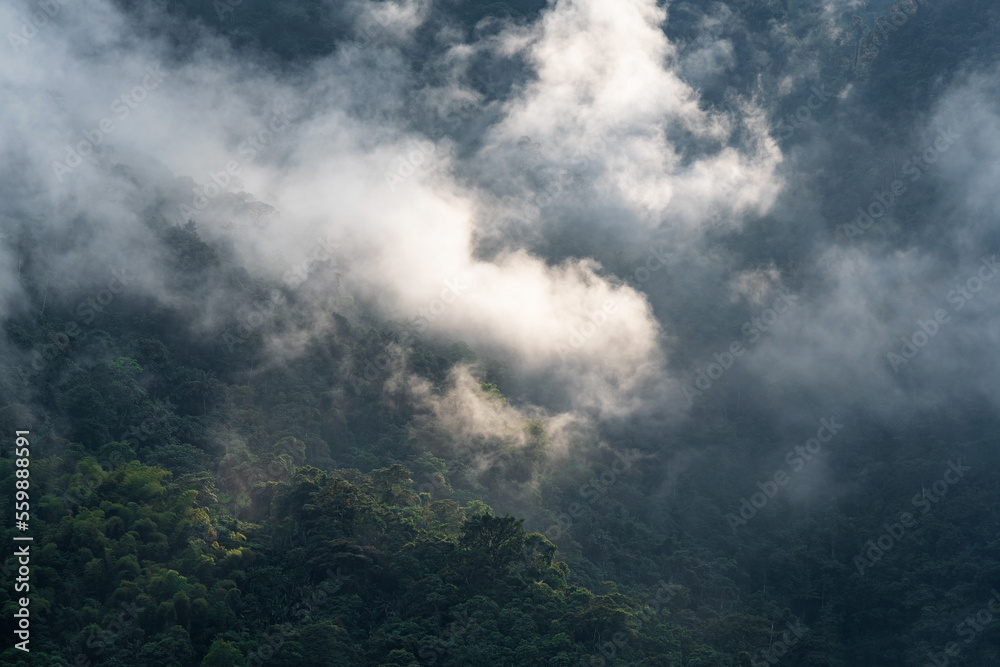 Ethereal sun rays in cloud forest of Tandayapa Mindo at sunrise, Quito, Ecuador. Ethereal sun rays in cloud forest of Tandayapa Mindo at sunrise, Quito, Ecuador.