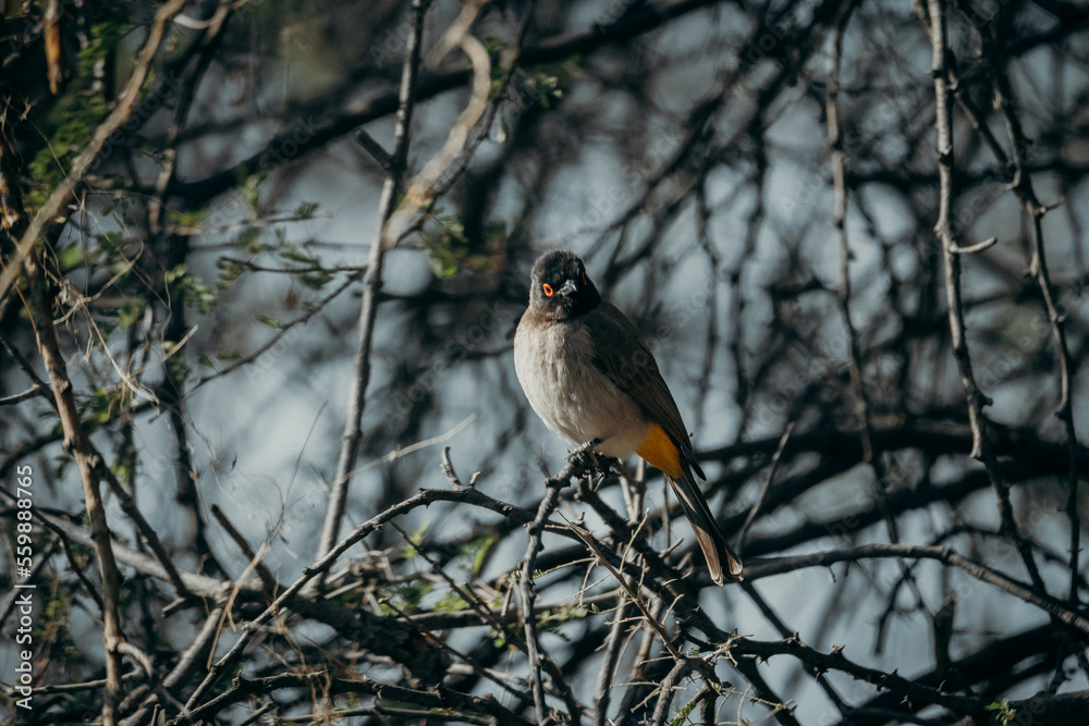 Maskenbülbül (Pycnonotus nigricans) auf einem dünnen Ast, Namibia Maskenbülbül (Pycnonotus nigricans) auf einem dünnen Ast, Namibia