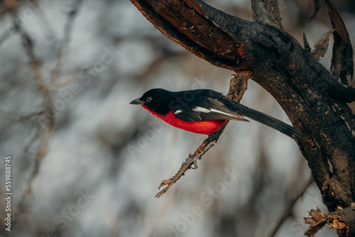 Rotbauchwürger (Laniarius atrococcineus) in der Nachmittagssonne auf einem Ast in einer Baumkrone sitzend, Namibia