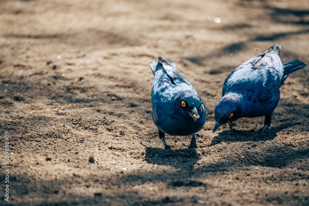 Fototapeta premium Zwei Rotschulter-Glanzstare (Lamprotornis nitens) auf dem Boden nach Futter suchend, Namibia