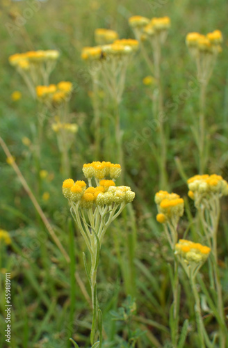 In the wild, the blooms immortelle (Helichrysum arenarium) © orestligetka