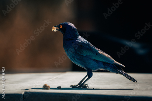 Portrait eines Rotschulter-Glanzstars (Lamprotornis nitens) mit Brotkrümel im Schnabel auf einem Campingplatz in Namibia