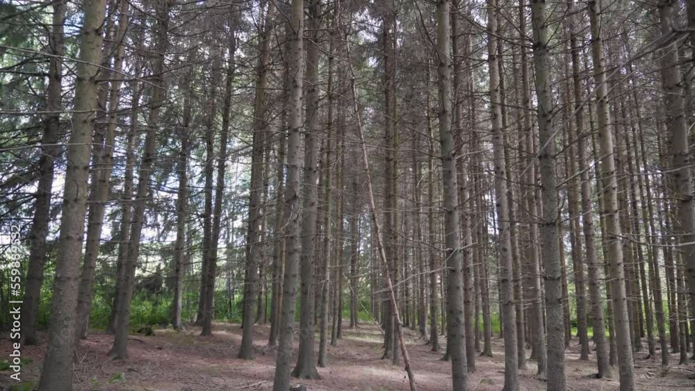 Walking throught forest trees nature branches leaf green Walking throught forest trees nature branches leaf green