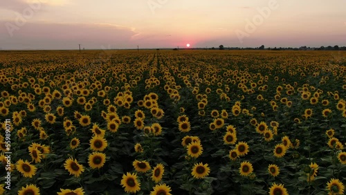 field of sunflowers and the sun