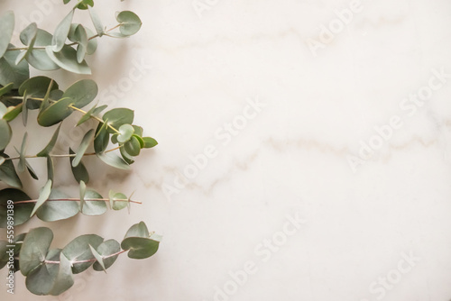 eucalyptus branches flat lay frame marble background