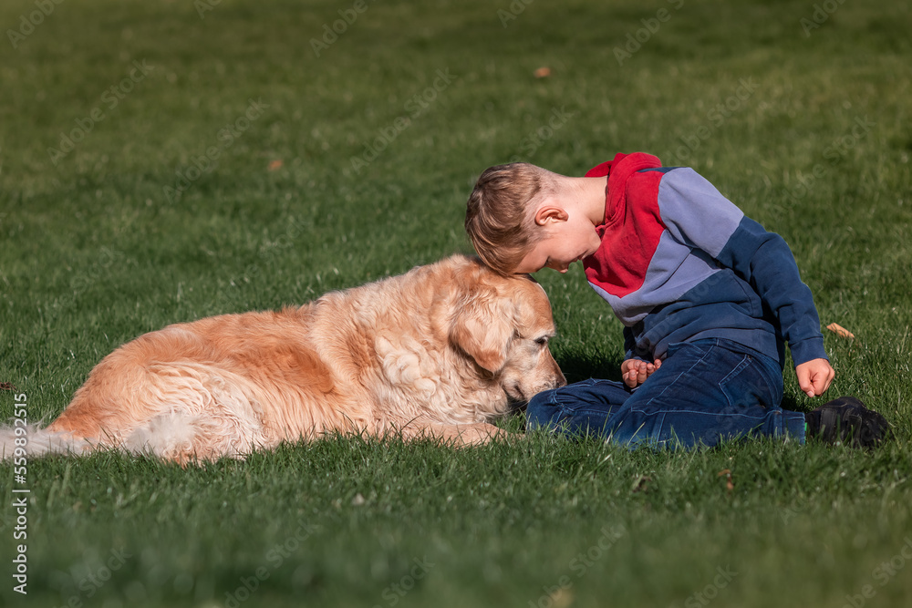 Little boy playing and training golden retriever dog in the field in summer day together. Cute child with doggy pet portrait at nature