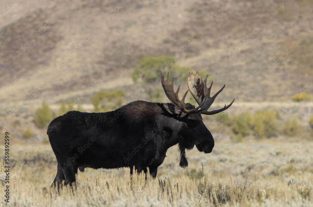 Bull Moose During the Rut in Wyoming in Autumn Bull Moose During the Rut in Wyoming in Autumn