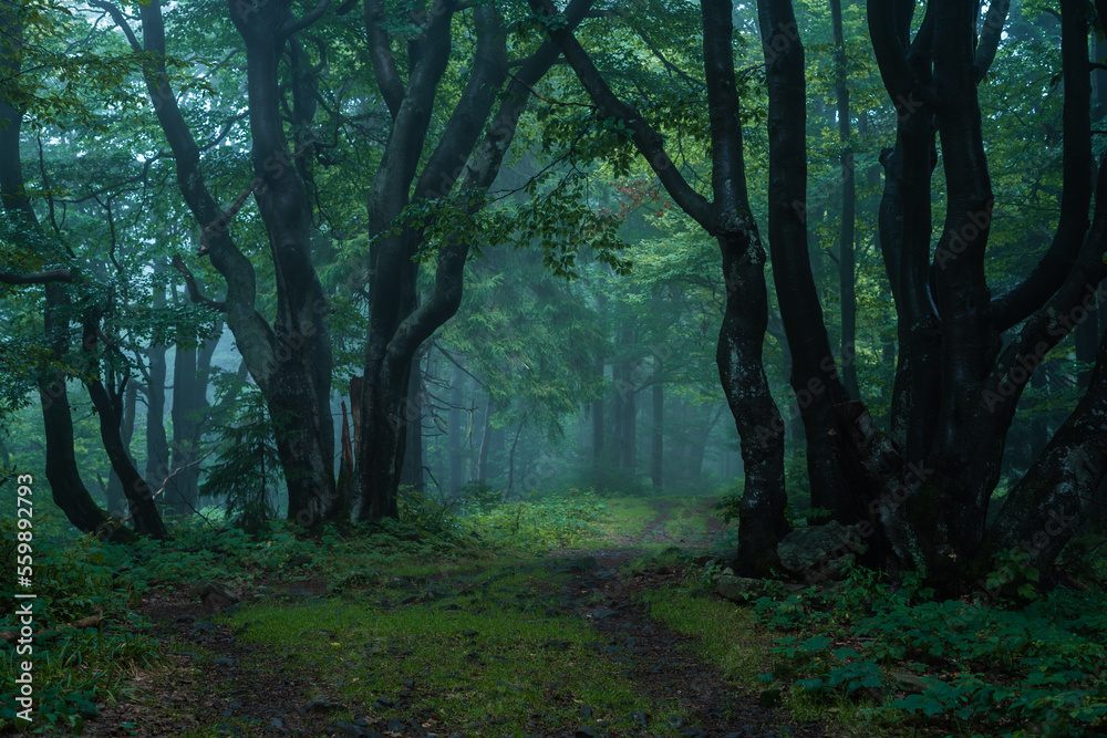 Naklejka premium Gloomy and dark forest road during a foggy morning with the best mystic atmosphere in the east of Bohemia.