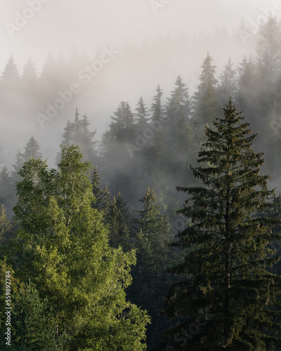 Foggy mountain and forest landscape during the golden sunrise with the best mystic atmosphere in the east of Bohemia.