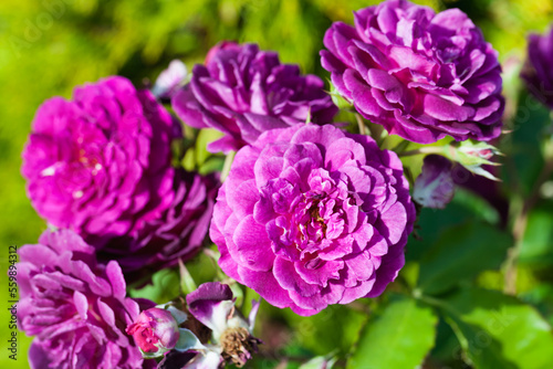 Purple roses in a garden on a sunny day, close up photo