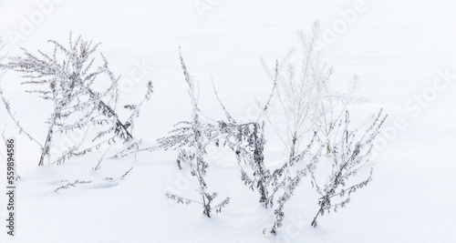 Dry frozen flowers stand in white snow, close up photo