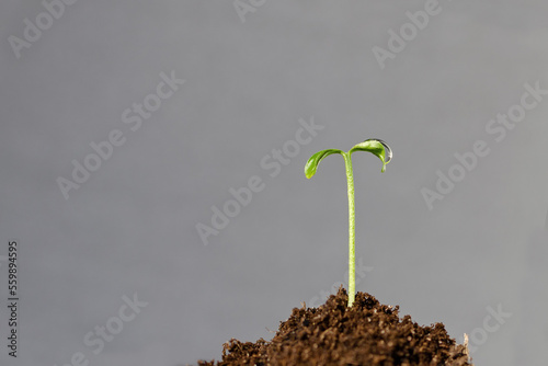 Green sprout growing from seed on a gray background