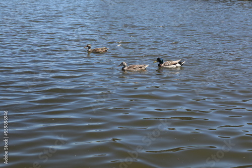 ducks at the New England seaside