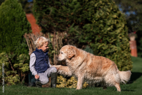Little boy playing and training golden retriever dog in the field in summer day together. Cute child with doggy pet portrait at nature © len44ik