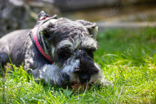 Grey miniature zwergschnauzer puppy is lying on a green grass on a lawn on nature and playing with a yellow ball. Cute funny doggy on a walk. Canine domestic animal, pet in green park, woods, forest.