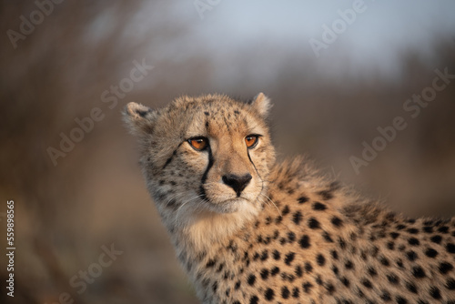 Portrait of a cheetah in South Africa