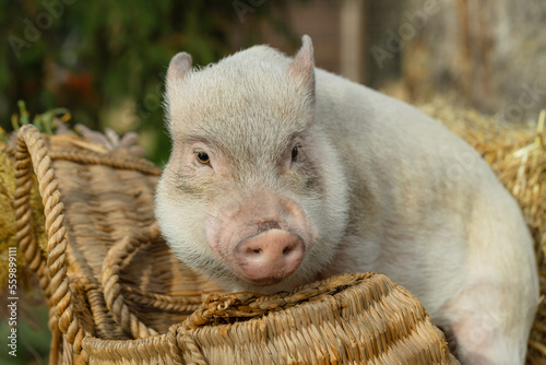 a white mini pig sits in a wicker basket. Autumn photo photo