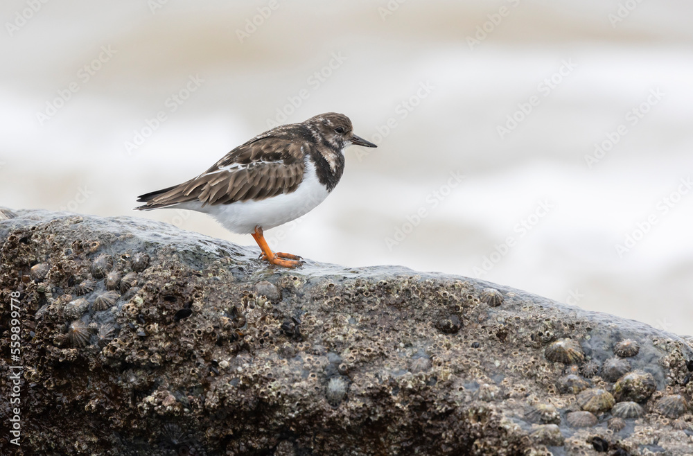 Ruddy Turnstone, Arenaria interpres winter plumage Ruddy Turnstone, Arenaria interpres winter plumage
