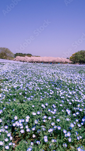 Blue flower field with sakura trees in the distance, garden in full bloom, field of blue flowers with cherry trees in the background, Japanese garden in bloom